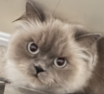 Kimkin