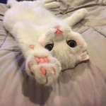 cuddlebug