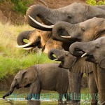 Elephants are so so so so so so cool