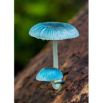 Red Mushroom's Gang