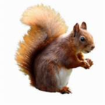 the slay squirrels