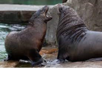 The Sea Lion Fighters