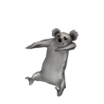 Team Koala Forever now