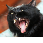 The Cat Attack