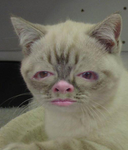 I like cats and fish sticks
