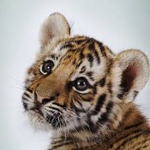 pack of TIGERS