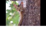 Cat Kids Inc.
