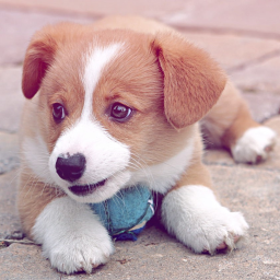 doggo sim test