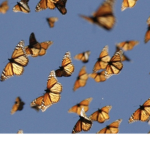 Lady Butterflies Cheerleading Association