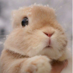 KoalaPigs Play