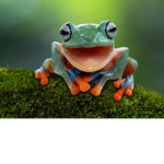 Frog army!!! ( Read Dec )