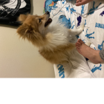 Boston was a good boy