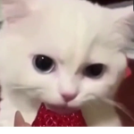 The Cat Cola Industry