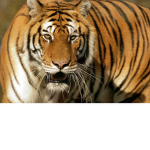 The tigers (basketball team)