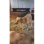 RIP Latka <3
