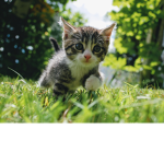 Cute Cats Group -ImA_Unicorn76
