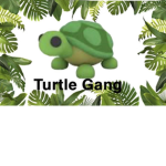 Turtle Gang!!!!