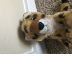 Cheetah king