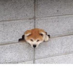 Doge gamers clothing inc