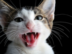 Gatito Cartel