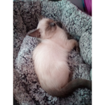 Animalsilove