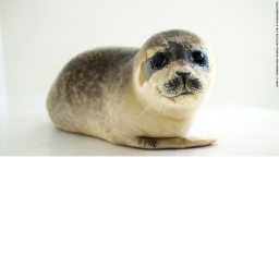 🌊Seal World 🌊