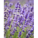 Lovely lavenders