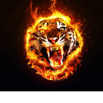 Fire tiger famliy