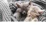 Kittens Club2012