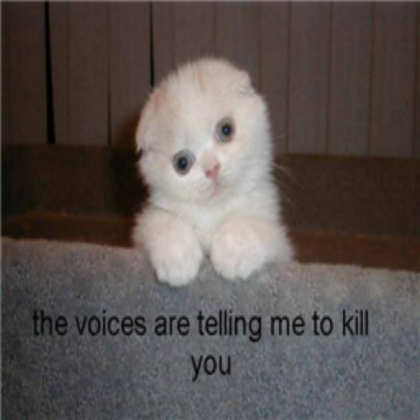 funny_cat_pictures_76 Roblox decal