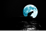 TheCat