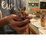 hammy my hamster