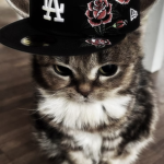 larsq