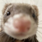 Nutria's Shop