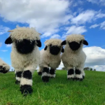 Sheep's are cool