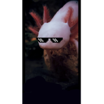 Axolotl group fan club