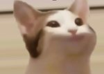 popcat 1234