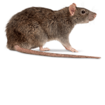 RAIDING RAT ARMY!