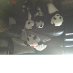 Panda the cutesy.