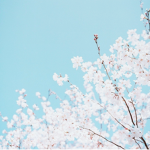 Berry blossom boutique