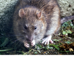 NICe rats group