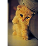 have a good day i love cats