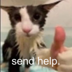 Soggy Cat Studios