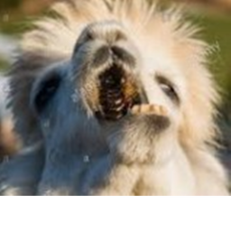 escape the Llama obby