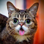 Kitty Cuties Kingdom