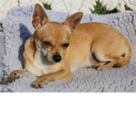 Chihuahua Doge Clan