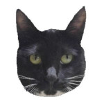 그 고양이를 맞춰봐!