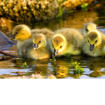 The Duckies!<3