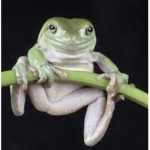 Tree frog team