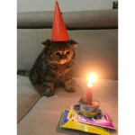 Cat sqaud offical